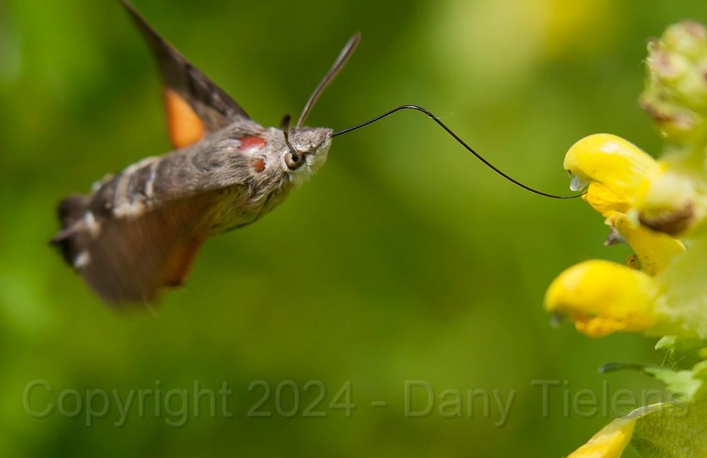 Kolibrievlinder - 002.jpg